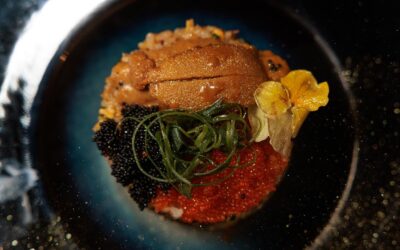 Eat the problem: sea urchin pest-to-plate funding urged